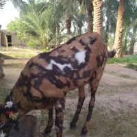 بز پنجاپ