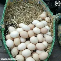 تخم مرغ رسمی