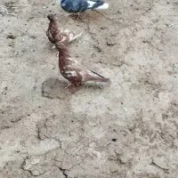 پنج تا کبوتر جفت کاه به شرت