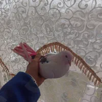 کبوتر ابلغ حراج