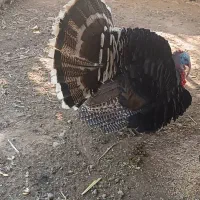 بوقلمون فروشی|حیوانات مزرعه|آبدانان, |دیوار