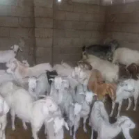 فروش 20 عدد کهره گیسه۲ عدد چپش