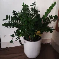 زاموفیلیا(حدود یک متر طول و چهل ساعنت عرض)