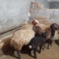 میش،یا گوسفند بره دار