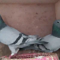 پشتی کبوتر|پشتی|مشهد, بهار|دیوار