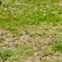 قطعه-زمین-معاوضه-با-ماشین