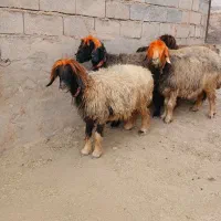 فروش میش اصیل بختیاری.آبستن.