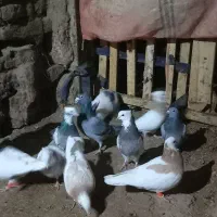 فروش کبوتر طوق|پرنده|مریوان, |دیوار