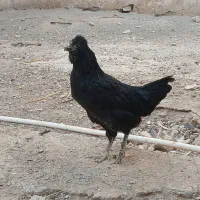 مرغ جوان گلین اصل|حیوانات مزرعه|قم, مهر آباد|دیوار