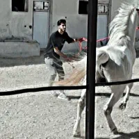 اسب سیلمی اصیل کورد|اسب و تجهیزات اسبسواری|دیواندره, |دیوار