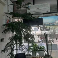 کاج مطبق زیبا / اسطوره زیبایی|گل و گیاه طبیعی|اندیشه, اندیشه فاز ۱|دیوار