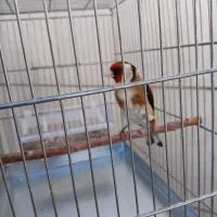 سهره|پرنده|بروجرد, |دیوار