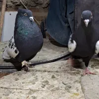 کفتر سینه سیاه