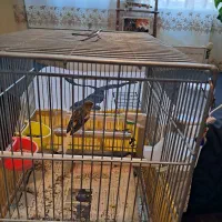 پرنده قناری