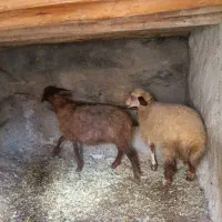 2عدد بره ماده سالم سرحال جفتی 20 ملیون