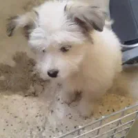 سگ اشپیتز کراس|سگ|شیراز, پودنک|دیوار