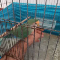 جفت طوطی برزیلی مولد با تخم قابل معاوضه|پرنده|اردبیل, |دیوار