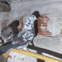 ۱۲۳|پرنده|مینودشت, |دیوار