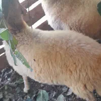 گوسفند نر جوان