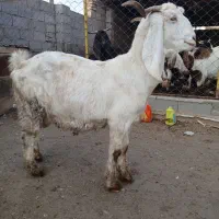 بز پاکستانی نزدیک زا