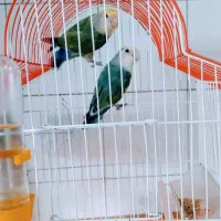 طوطی