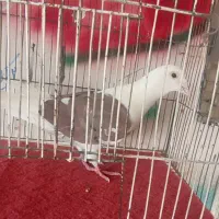 پشت گراف سرخ پر خال سیا نر|پرنده|گلبهار, بیزکی|دیوار