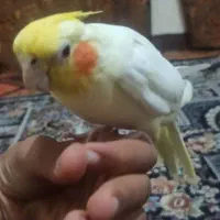 عروس هلندی|پرنده|سراوان, |دیوار