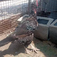 خروس سیاه پرمرغی