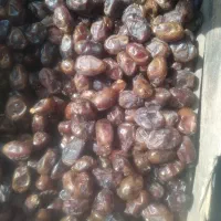 فروش خرمای گنطار درجه یک  ارسال میکنم