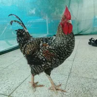 خروس گل باقالی