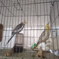 فروش دوعدد پرنده