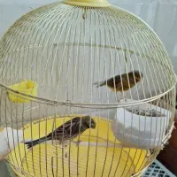 قناری نر ماده