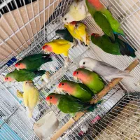 طوطی خورشیدی راهب ملنگو قناری فنچ مرغ عشق در کنگان|پرنده|بوشهر, |دیوار