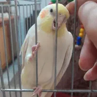 عروس هلندی لوتینو