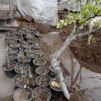 نهال انگور سیاه شامپاینی بیدانه عسگری ریش بابا