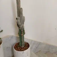 کاکتوس|گل و گیاه طبیعی|شاهرود, |دیوار