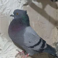 کبوتر  سبز کاکلی  گمشده