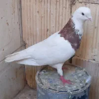 طوقی