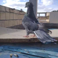 کفتر سوه قدیم محصول سالها زحمت