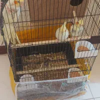 جفت عروس هلندی با ۳ تخم