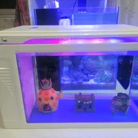 آکواریوم شیشه خم شرکتی کمری بک سامپ با لوازم وماهی