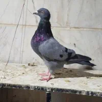کفتر یا کبوتر|پرنده|تهران, هاشمآباد (شهرری)|دیوار