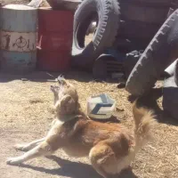 سگ نگهبان|سگ|گل تپه, |دیوار