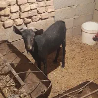 کره نر مورسیا .