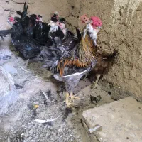 خروس گلین و نیمچه
