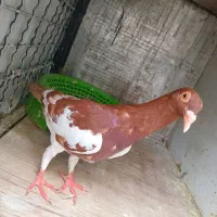 میزعسلی،دمسفید،طوقی،یهودی|مبلمان خانگی و میز عسلی|مشهد, موعود|دیوار