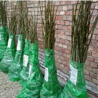 نهالستان فروش نهال های صنوبر گردو  بادام