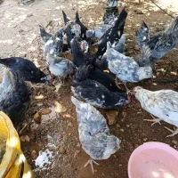خروس  ومرغ گلین