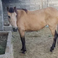 اسب مادیان سمند