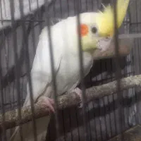 عروس هلندی لوتینو|پرنده|رشت, آب و برق|دیوار